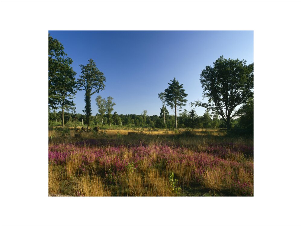 Straggli An open area of Witley Common, with several straggly trees, and a carp ...