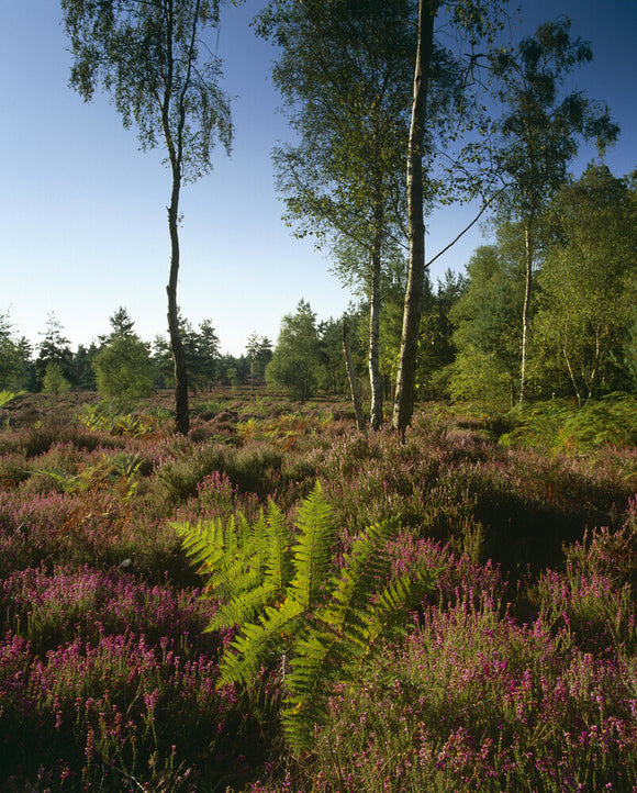 Heather and bracken along the southern border of Witley Common, with s ...