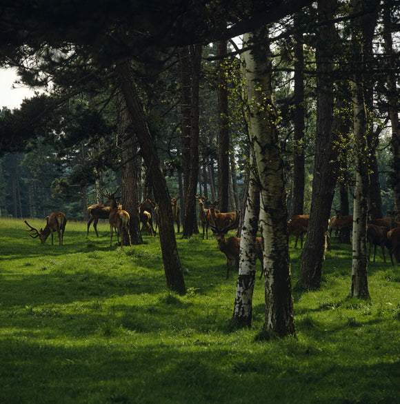 A herd of red deer among the trees in the parkland at Lyme Park