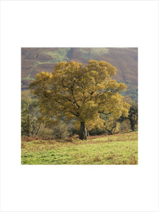 A tree in golden autumnal colours at Cwm Cynwyn