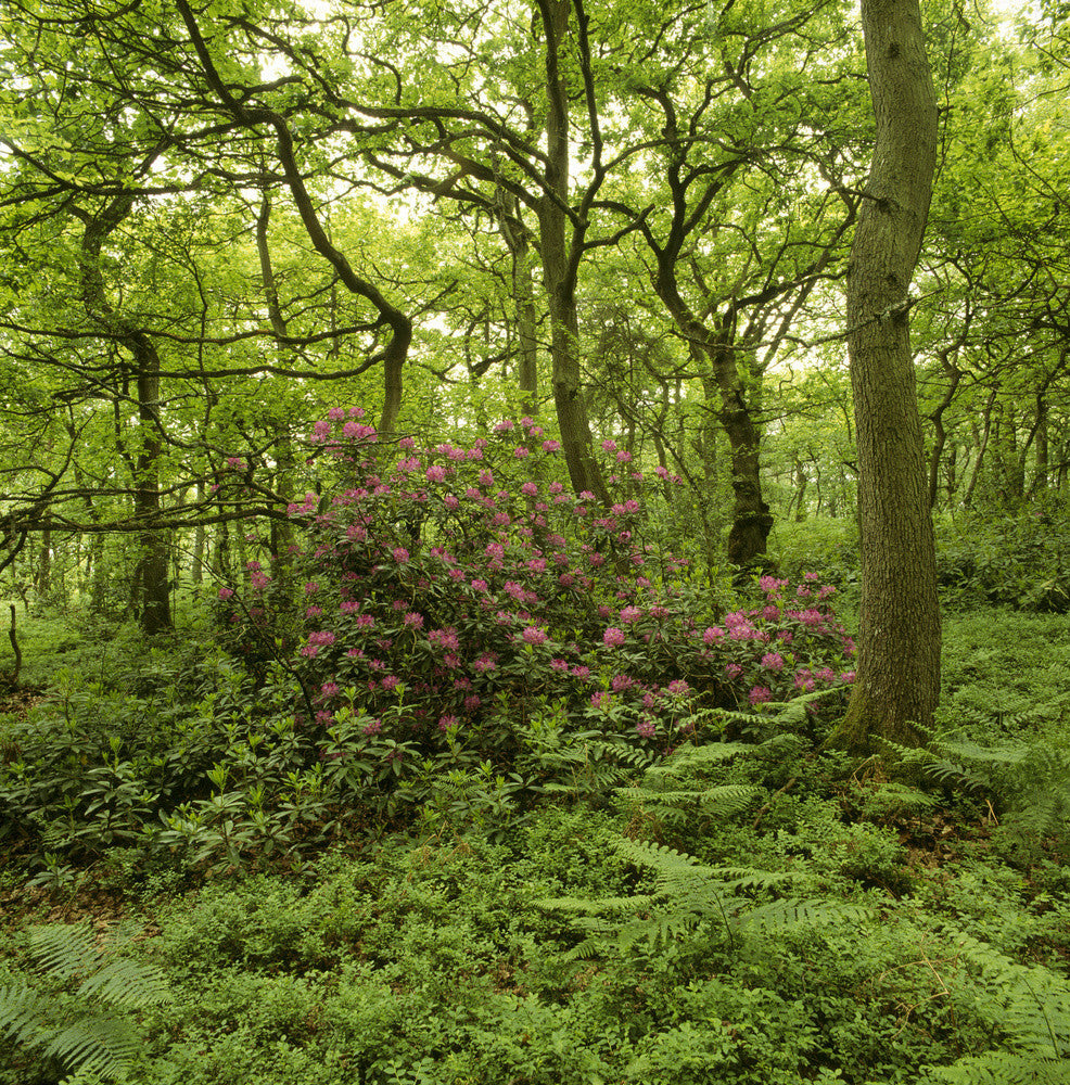 Ferns and Rhododendrons growing around the bases of Oak and other tree ...