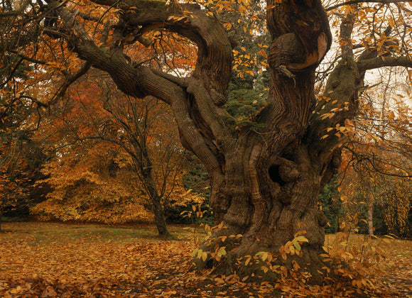 A large, old and gnarled Sweet Chestnut tree at Sheffield Park