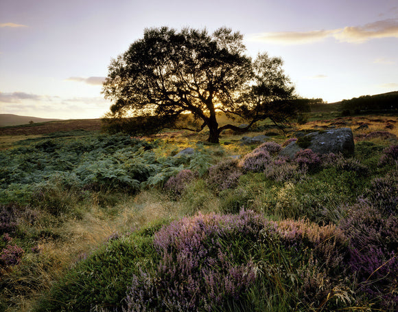 A heather-covered area of the Longshaw Estate in the Pennines