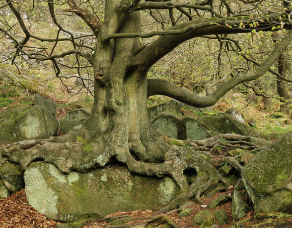 A lichen-spattered tree and its exposed roots in Padley Gorge on the Longshaw Estate