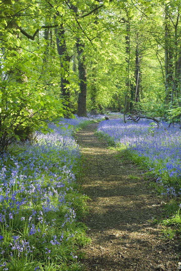 A path winds through the bluebell carpet at Stocktons Wood at Speke Hall, Merseyside