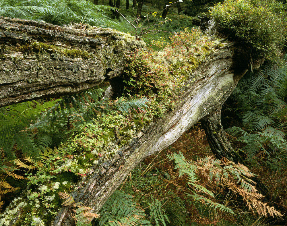 Close view of fallen rotting oak with mosses and lichens in Horner Woo ...
