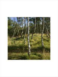 A stand of Birches at Formby Point
