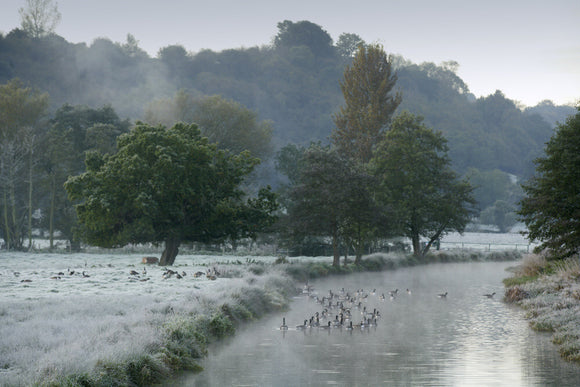 A flock of birds in a frosty winter scene at the River Wey Navigations, Surrey