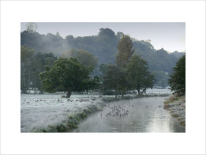 A flock of birds in a frosty winter scene at the River Wey Navigations, Surrey