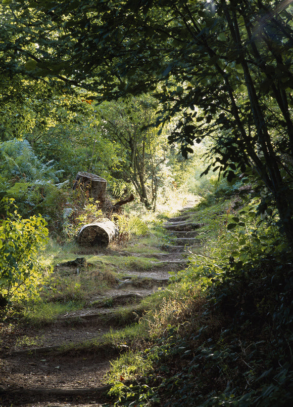 A footpath in Scordes Wood leading up further into the woods, with the sunlight coming through the trees