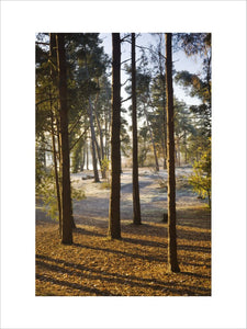 Conifers on Frensham Common, at the shore of Frensham Little Pond, Surrey