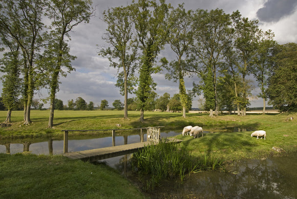 Sheep grazing alongside the Water Garden at Lyveden New Bield, Peterborough, Northamptonshire