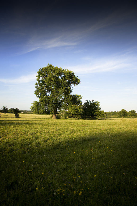 The beautiful landscape of Hatfield Forest, Essex