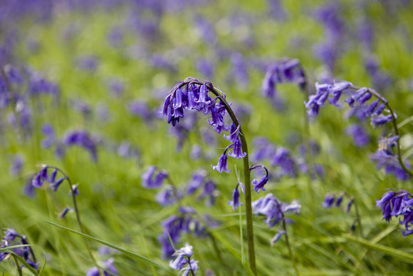 Bluebell in Newton Wood below Roseberry Topping, Yorkshire