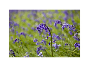 Bluebell in Newton Wood below Roseberry Topping, Yorkshire
