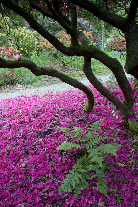 Deep pink rhododendron petals scattered on the ground in woodland at Leith Hill, Surrey, in May
