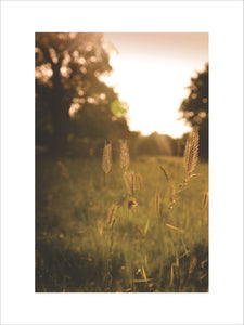 Sunlight highlights the grasses of Hatfield Forest, Essex