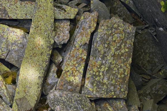 Lichen on rocks in the old quarry near the summit of Castle Crag, Cumbria