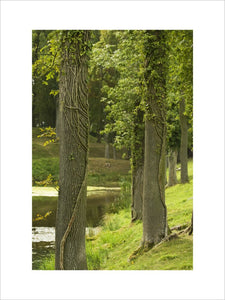 Trees alongside the canal of the Water Garden at Lyveden New Bield, Peterborough, Northamptonshire