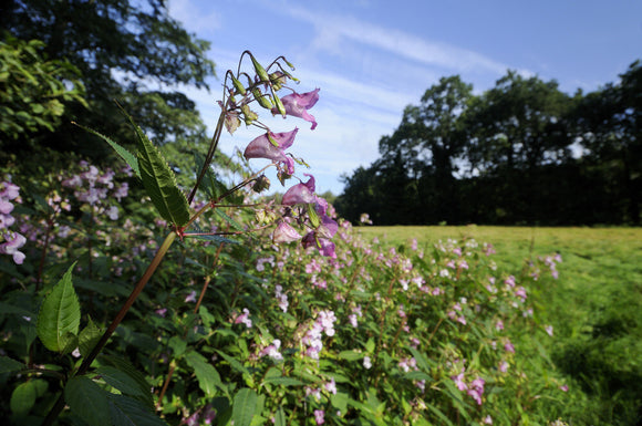 Himalayan balsam (Impatiens balsamifera) at Parke, Bovey Tracey, Devon, an invasive species that is difficult to control and manage as its seed head explodes, spreading the seeds over a wide range