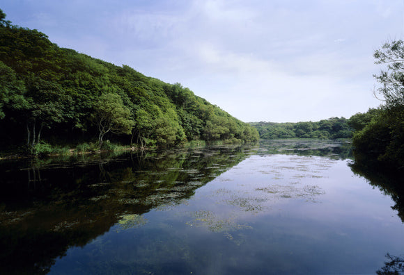A view of Stackpole Ponds, the tree lined banks are reflected in the w ...