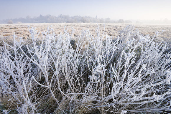 Frost on winter vegetation on the banks of the River Wey at Send, Surrey
