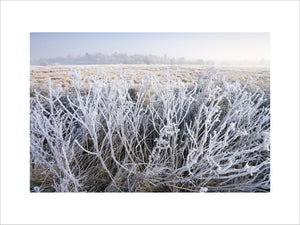 Frost on winter vegetation on the banks of the River Wey at Send, Surrey