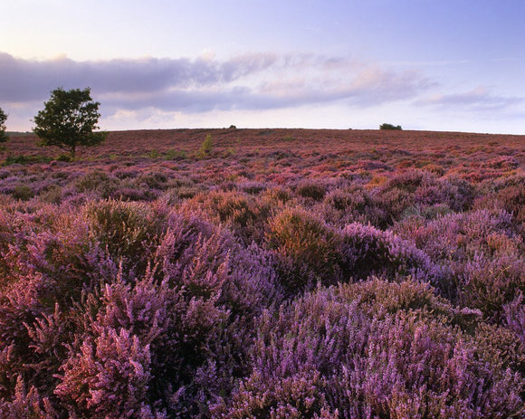 Wide expanse of heather inland at Dunwich Heath, Suffolk