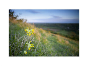 Close view of cowslips (Primula veris) in flower on Box Hill, Surrey, in April