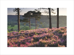 Scots Pine trees and heather at the Devil's Punch Bowl, Hindhead, Surrey