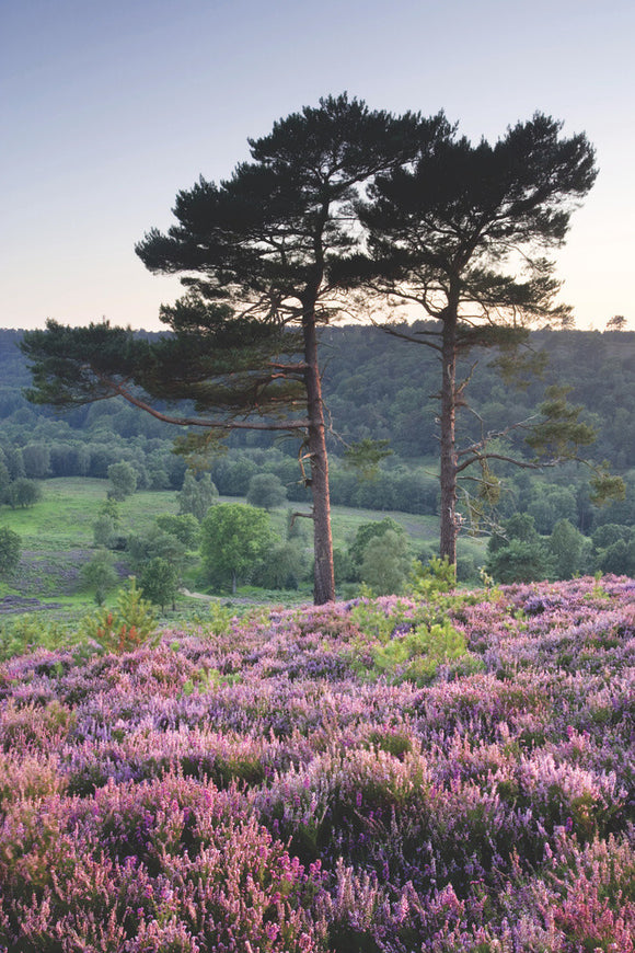Scots Pine trees and heather at the Devil's Punch Bowl, Hindhead, Surrey