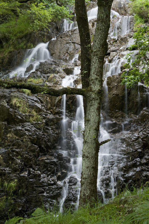 Afon Merch waterfall and an oak tree on Hafod Y Llan farm, Snowdonia, Wales
