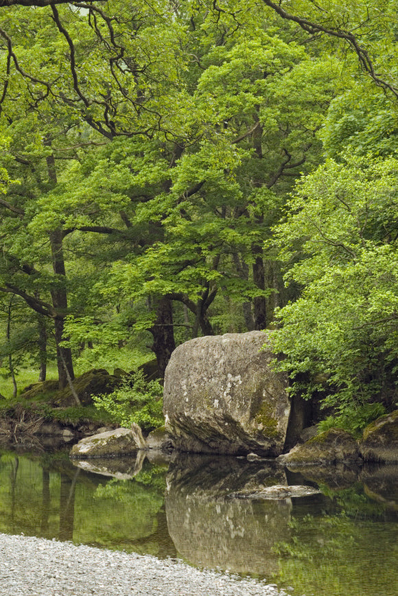 Deciduous woodland and large boulders beside the River Derwent, Borrowdale near Grange, Cumbria