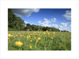 Buttercups in the foreground, with a distant view of the Inglis memorial (Not National Trust) on Colley Hill, Reigate, Surrey
