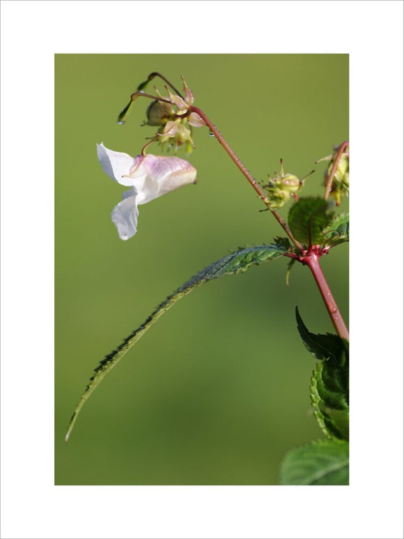 Himalayan balsam (Impatiens balsamifera) at Parke, Bovey Tracey, Devon, an invasive species that is difficult to control and manage as its seed head explodes, spreading the seeds over a wide range