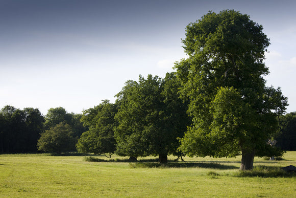 Takeley Hill in Hatfield Forest, Essex