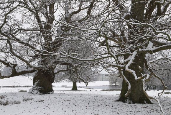 Snow in the parkland with the lake and Petworth House in the distance, West Sussex