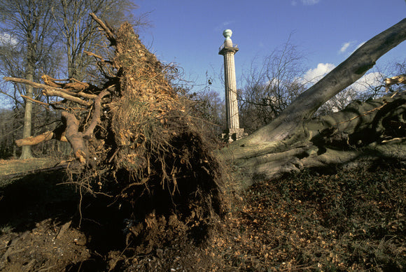 A dramatic uprooted tree obscures the view towards the Bridgewater Monument