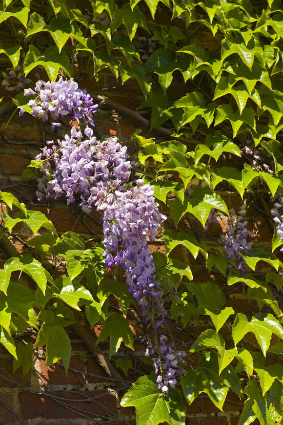 Wisteria flowering against a wall at Ightham Mote, Sevenoaks, Kent, a fourteenth-century moated manor house