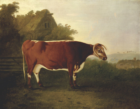 A painting of THE BROKEN HORNED BEAUTY by John Boultbee (1735- 1812)