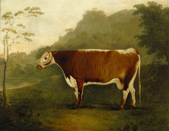 BRINDLED BEAUTY, SIRE SHAKESPEARE - a long horned bull painted by John Boultbee