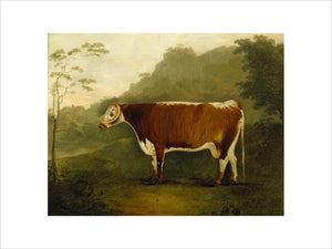 BRINDLED BEAUTY, SIRE SHAKESPEARE - a long horned bull painted by John Boultbee