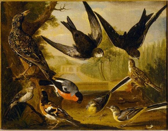 One of a set of nine paintings of birds by Charles Collins, 1736