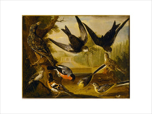 One of a set of nine paintings of birds by Charles Collins, 1736