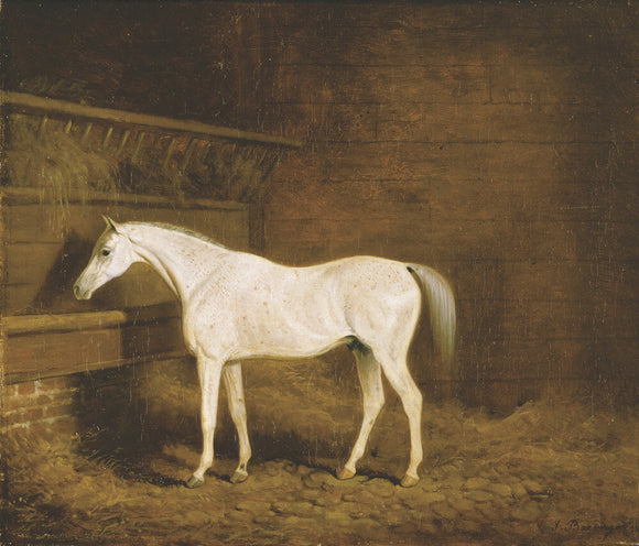 A Grey Racehorse in a Stable
