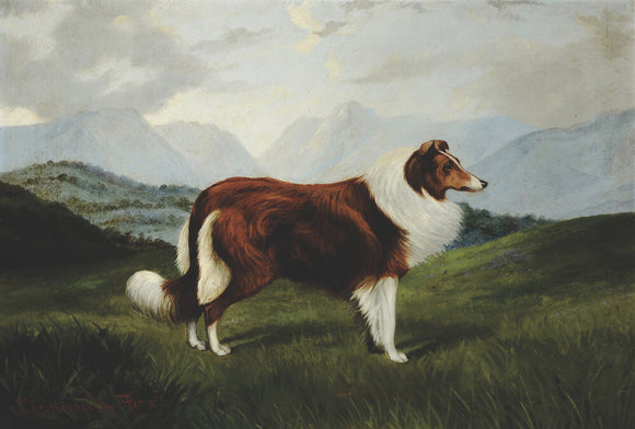 'Christopher', Collie Dog in Lake District Landscape