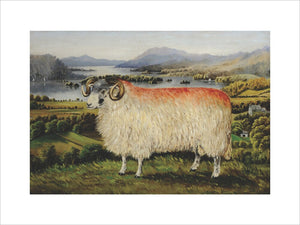 Swaledale Ram from Troutbeck looking south down Lake Windermere