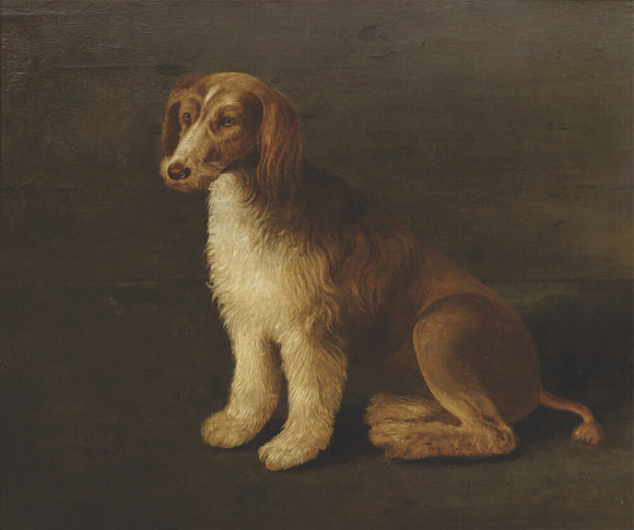 'Bungay', the Favourite Dog of Sir John Harington (1561-1612)