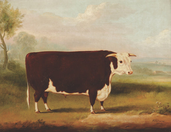 Hereford Bull: 1856