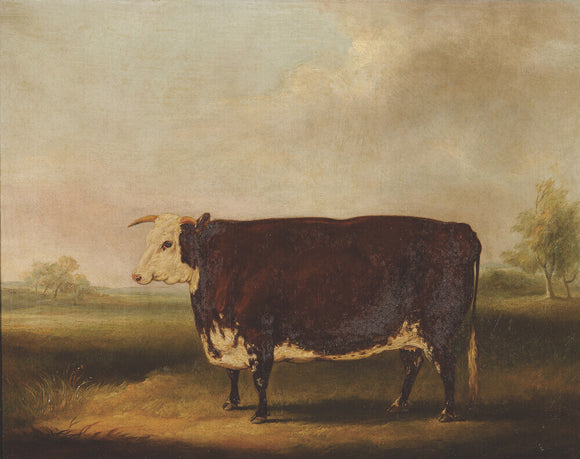 Hereford Cow: 1852